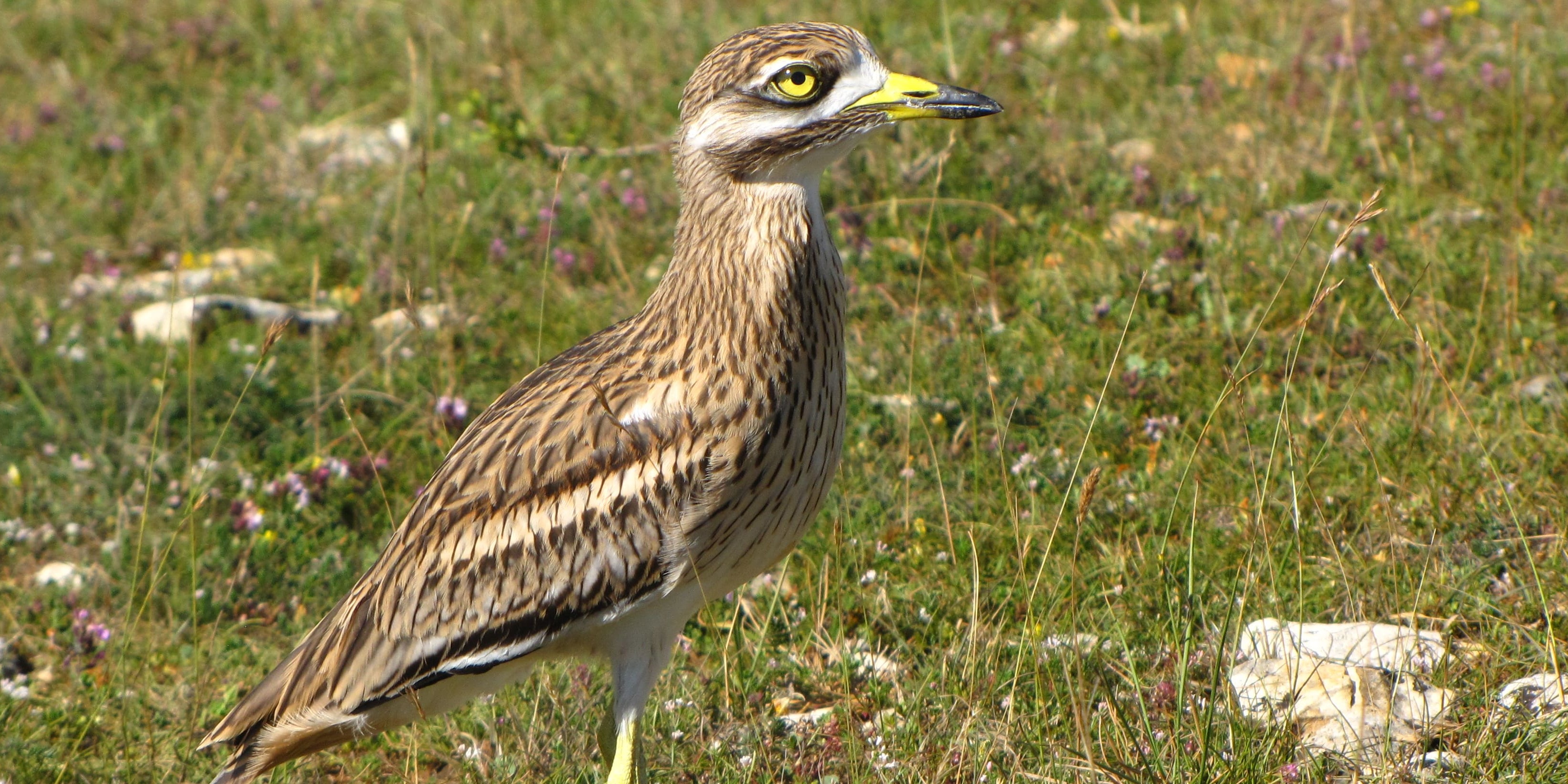 Oedicnème criard dans un pré